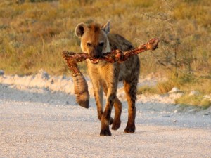 Namibia          